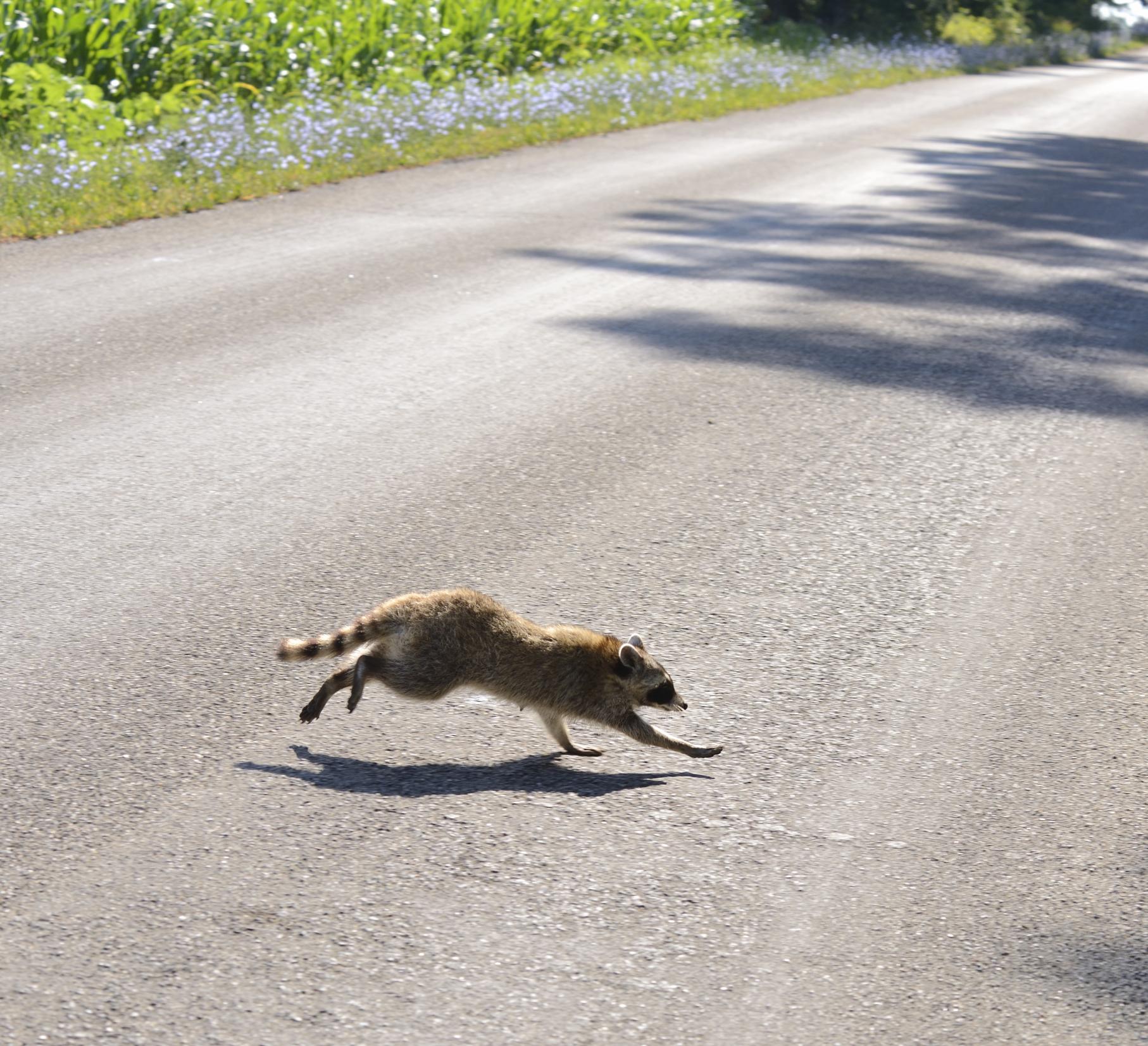 Raccoon Crossing Road